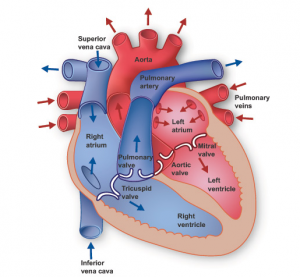 heart-illustration